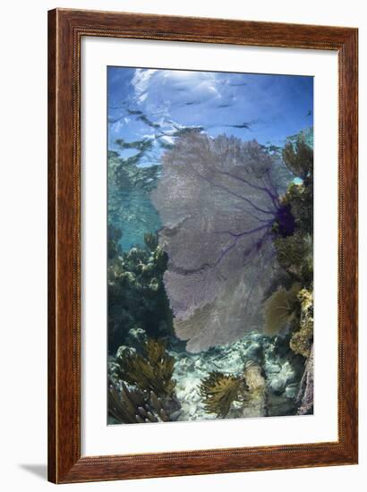 Venus Sea Fan, Lighthouse Reef, Atoll, Belize-Pete Oxford-Framed Photographic Print