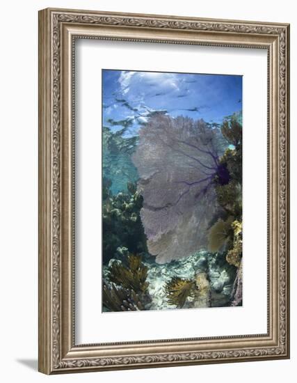 Venus Sea Fan, Lighthouse Reef, Atoll, Belize-Pete Oxford-Framed Photographic Print