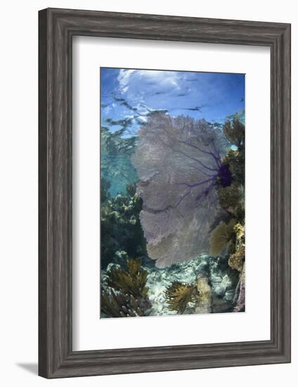 Venus Sea Fan, Lighthouse Reef, Atoll, Belize-Pete Oxford-Framed Photographic Print