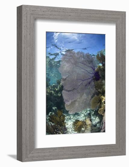 Venus Sea Fan, Lighthouse Reef, Atoll, Belize-Pete Oxford-Framed Photographic Print