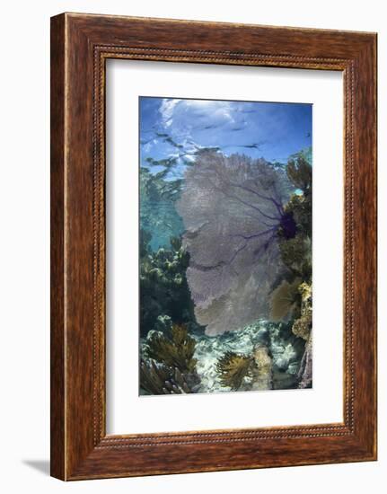 Venus Sea Fan, Lighthouse Reef, Atoll, Belize-Pete Oxford-Framed Photographic Print