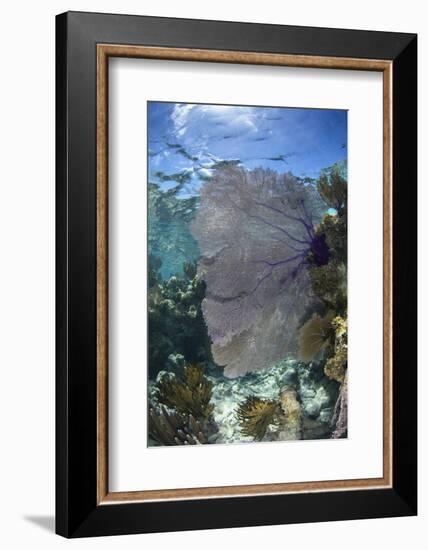 Venus Sea Fan, Lighthouse Reef, Atoll, Belize-Pete Oxford-Framed Photographic Print