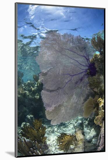 Venus Sea Fan, Lighthouse Reef, Atoll, Belize-Pete Oxford-Mounted Photographic Print