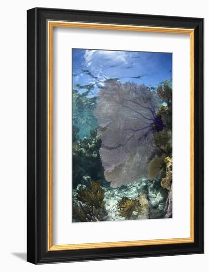 Venus Sea Fan, Lighthouse Reef, Atoll, Belize-Pete Oxford-Framed Photographic Print