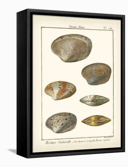 Venus Shells, Pl.281-Diderot-Framed Stretched Canvas