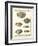 Venus Shells, Pl.281-Diderot-Framed Art Print