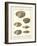 Venus Shells, Pl.281-Diderot-Framed Art Print