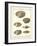 Venus Shells, Pl.281-Diderot-Framed Art Print