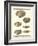 Venus Shells, Pl.281-Diderot-Framed Art Print