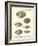 Venus Shells, Pl.281-Diderot-Framed Art Print