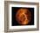 Venus-Stocktrek Images-Framed Photographic Print