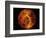 Venus-Stocktrek Images-Framed Photographic Print