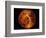 Venus-Stocktrek Images-Framed Photographic Print