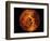 Venus-Stocktrek Images-Framed Photographic Print