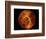 Venus-Stocktrek Images-Framed Photographic Print