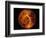 Venus-Stocktrek Images-Framed Photographic Print