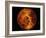 Venus-Stocktrek Images-Framed Photographic Print