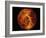 Venus-Stocktrek Images-Framed Photographic Print