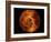 Venus-Stocktrek Images-Framed Photographic Print