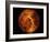 Venus-Stocktrek Images-Framed Photographic Print