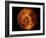 Venus-Stocktrek Images-Framed Photographic Print