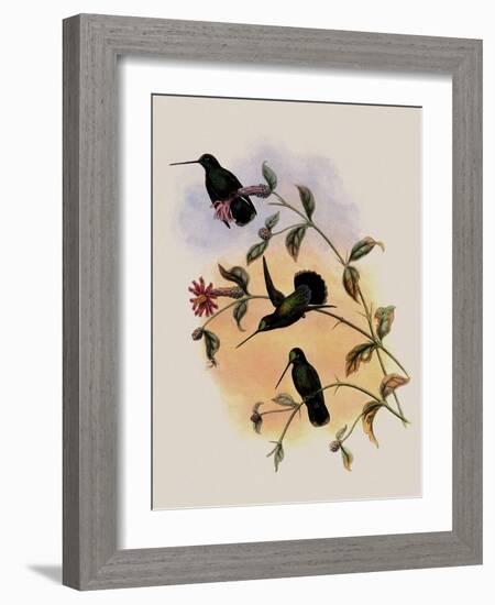 Veraguan Lance-Bill, Dorifera Veraguensis-John Gould-Framed Giclee Print