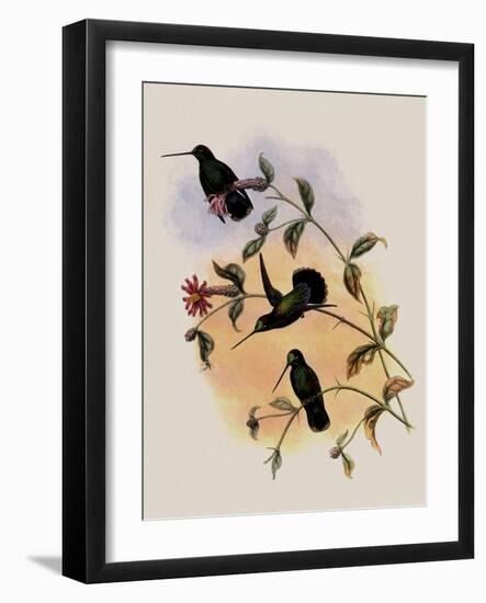 Veraguan Lance-Bill, Dorifera Veraguensis-John Gould-Framed Giclee Print