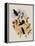 Veraguan Lance-Bill, Dorifera Veraguensis-John Gould-Framed Premier Image Canvas