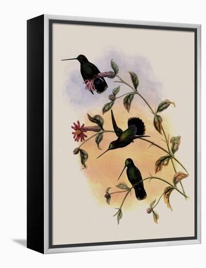 Veraguan Lance-Bill, Dorifera Veraguensis-John Gould-Framed Premier Image Canvas