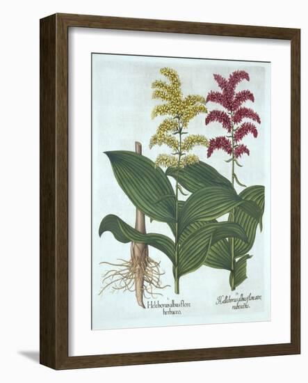 Veratrum, from 'Hortus Eystettensis', by Basil Besler (1561-1629), Pub. 1613 (Hand-Coloured Engravi-German School-Framed Giclee Print