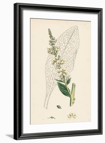 Verbascum Lychnitis White Mullein-null-Framed Giclee Print