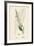 Verbascum Lychnitis White Mullein-null-Framed Giclee Print