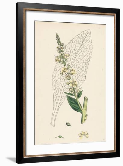 Verbascum Lychnitis White Mullein-null-Framed Giclee Print