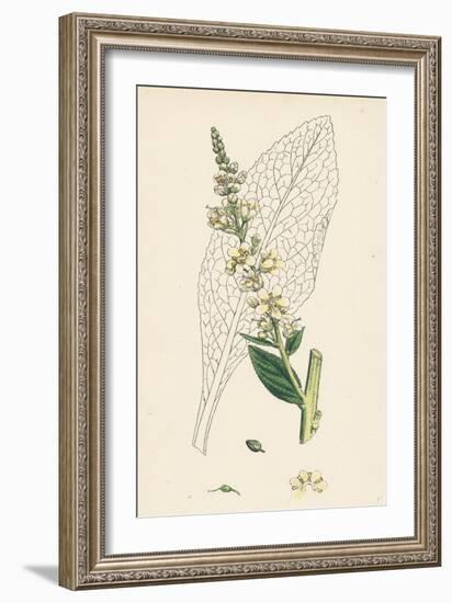 Verbascum Lychnitis White Mullein-null-Framed Giclee Print