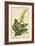 Verbascum, Pl. CCLXXIII-Phillip Miller-Framed Art Print