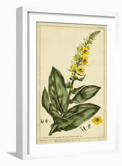 Verbascum, Pl. CCLXXIII-Phillip Miller-Framed Art Print