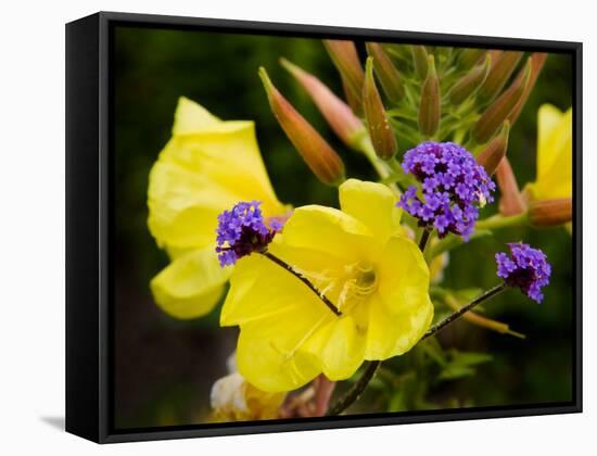 Verbena Bonariensis and Evening Primrose, Ireland-null-Framed Premier Image Canvas