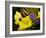 Verbena Bonariensis and Evening Primrose, Ireland-null-Framed Photographic Print