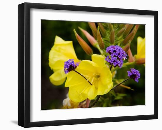 Verbena Bonariensis and Evening Primrose, Ireland-null-Framed Photographic Print