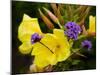 Verbena Bonariensis and Evening Primrose, Ireland-null-Mounted Photographic Print