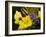 Verbena Bonariensis and Evening Primrose, Ireland-null-Framed Photographic Print