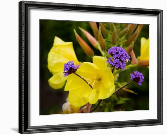 Verbena Bonariensis and Evening Primrose, Ireland-null-Framed Photographic Print