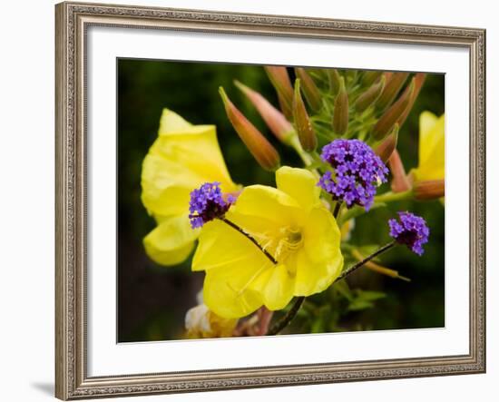 Verbena Bonariensis and Evening Primrose, Ireland-null-Framed Photographic Print