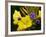 Verbena Bonariensis and Evening Primrose, Ireland-null-Framed Photographic Print