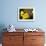 Verbena Bonariensis and Evening Primrose, Ireland-null-Framed Photographic Print displayed on a wall