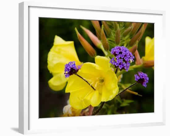 Verbena Bonariensis and Evening Primrose, Ireland-null-Framed Photographic Print