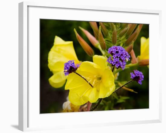 Verbena Bonariensis and Evening Primrose, Ireland-null-Framed Photographic Print