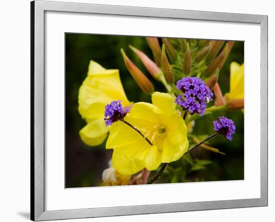 Verbena Bonariensis and Evening Primrose, Ireland-null-Framed Photographic Print