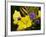 Verbena Bonariensis and Evening Primrose, Ireland-null-Framed Photographic Print