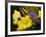 Verbena Bonariensis and Evening Primrose, Ireland-null-Framed Photographic Print